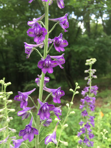 Delphinium exaltatum