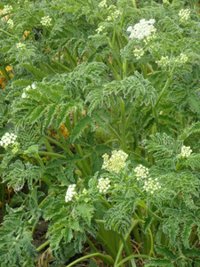Chaerophyllum azoricum Chaerophyllum azoricum