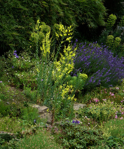 Linaria dalmatica` Linaria dalmatica`