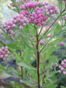 Pluchea odorata var. succulenta Pluchea odorata var. succulenta