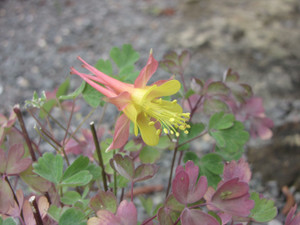 Aquilegia micrantha hybrid Aquilegia micrantha hybrid