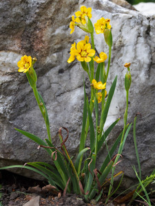 Sisyrinchium macrocarpum Sisyrinchium macrocarpum