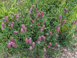 Trifolium rubens Trifolium rubens