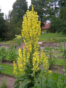 Verbascum pyramidatum Verbascum pyramidatum