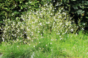 Anthericum ramosum Anthericum ramosum