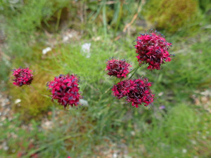 Dianthus pinifolius Dianthus pinifolius