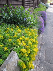 Sedum kamtschaticum Sedum kamtschaticum