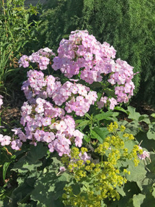 Phlox 'Pink Pearl' Phlox 'Pink Pearl'