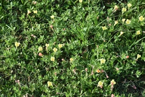 Oenothera humifusa