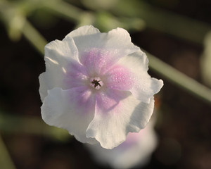 Lychnis coronaria 'Angel's Blush'