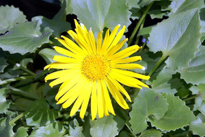 Doronicum caucasicum 'Magnificum'