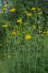Rudbeckia laciniata