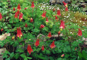 Aquilegia canadensis dwarf form