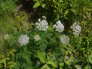 Selinum filicifolium