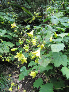 Kirengeshoma palmata