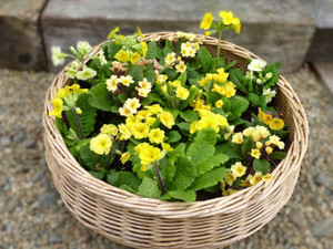 Primula Yellow Twist mix