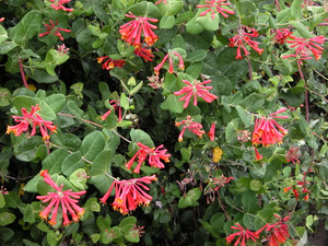 Lonicera sempervirens