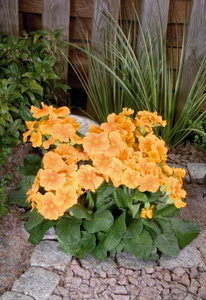 Primula elatior 'Crescendo Orange'