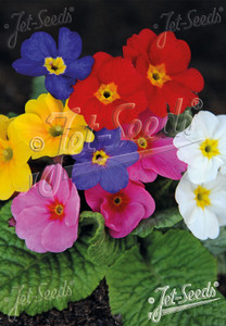 Primula elatior Gigantea hybrids