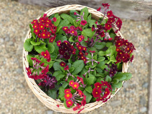 Primula Red Rumba mix