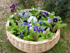 Primula Paso Doble Blue mix