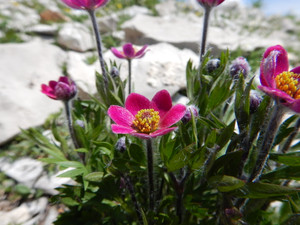 Anemone multifida rose-red