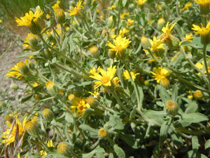 Chrysopsis villosa