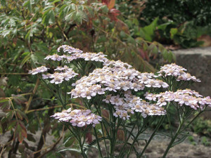 Achillea sibirica 'Japanese Lace'