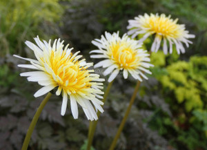 Taraxacum luridum