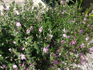 Ononis spinosa