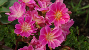 Lewisia cotyledon pink form