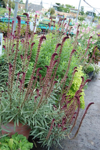 Lysimachia atropurupurea