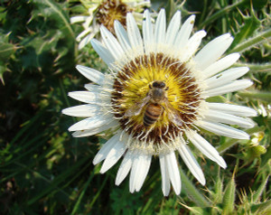 Berkheya cirsifolia