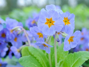 Primula Reverie mix