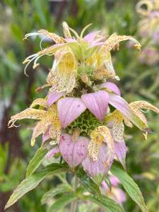 Monarda punctata