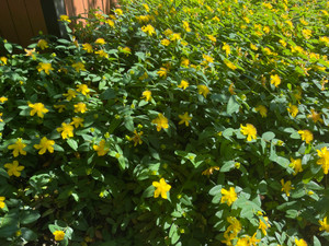 Hypericum calycinum