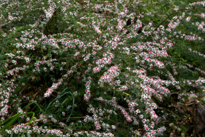 Aster lateriflorus