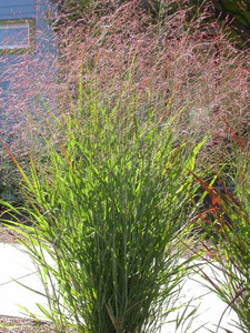 Panicum virgatum
