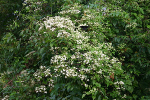 Clematis virginiana