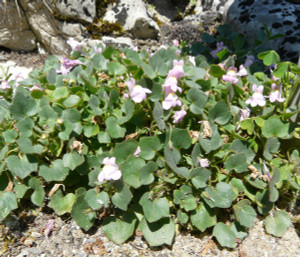Cymbalaria pallida 'Albiflora'