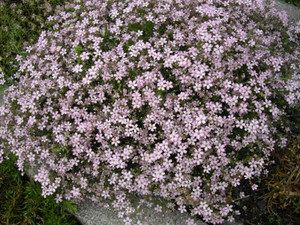 Gypsophila repens 'Rosea'