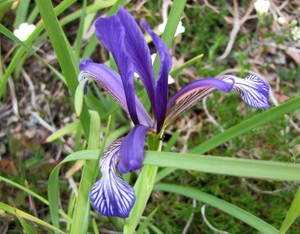 Iris sintenisii