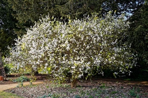Poncirus (Citrus) trifoliata