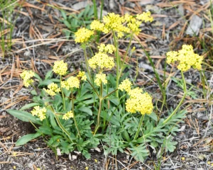Patrinia rupestris