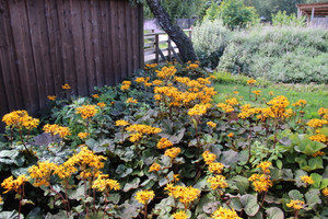 Ligularia dentata 'Desdemona'