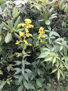 Solidago patula