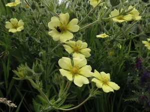 Potentilla recta 'Sulphurea'