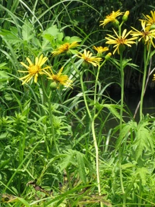 Ligularia japonica