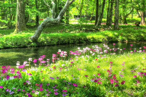 Any color of Primula japonica is lovely, particularly near water