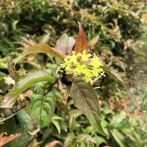 Diervilla lonicera is a handsome drought- and shade-tolerant shrub that flowers in summer